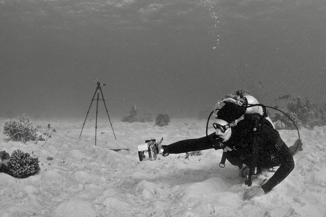 Temporal damselfish occupation patterns of corals: suburb rentals, retention, and recolonisation.