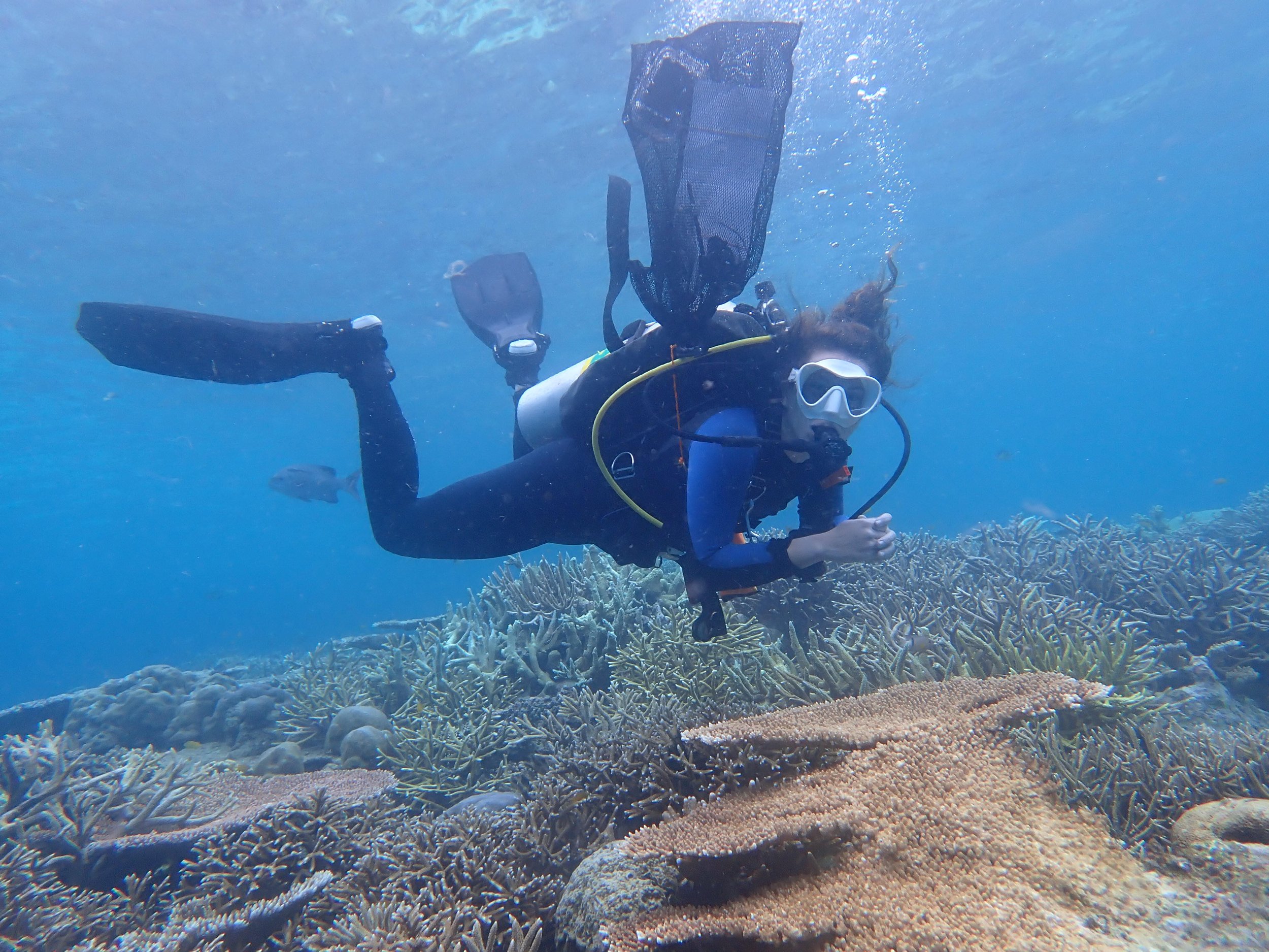 Exploring artificial intelligence (AI) tools on coral photographic data from the Tara-Pacific Expedition