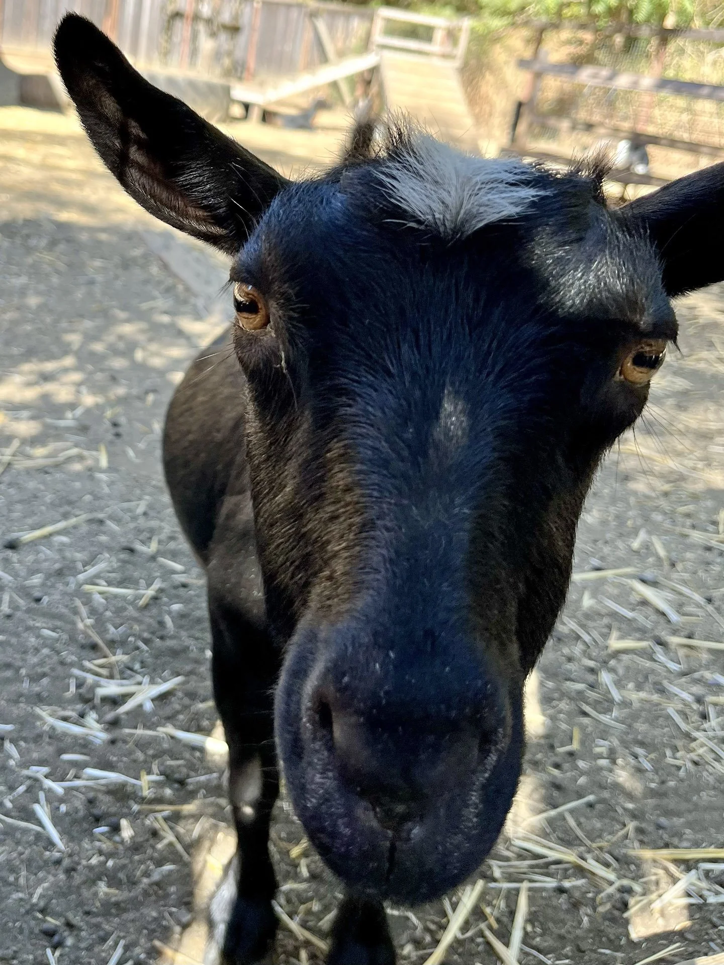 closeup of black goat's face