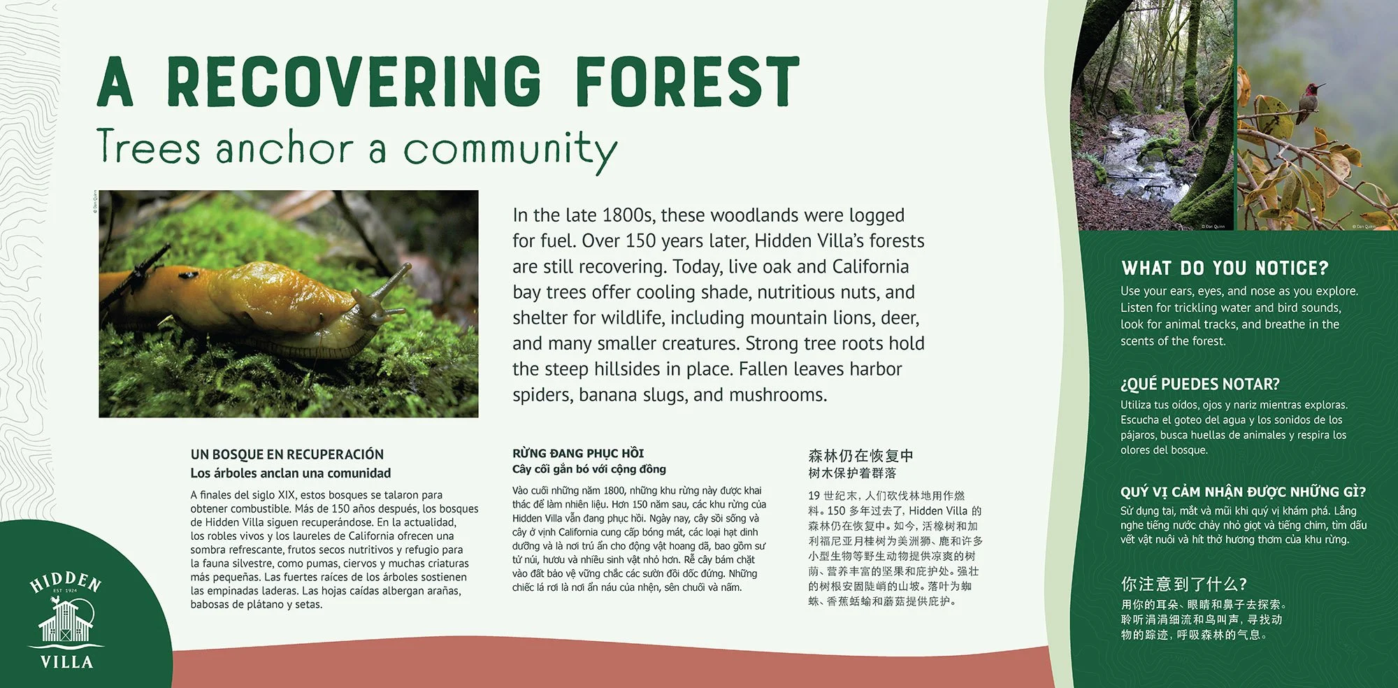 HV_Recovering Forest_08.jpg
