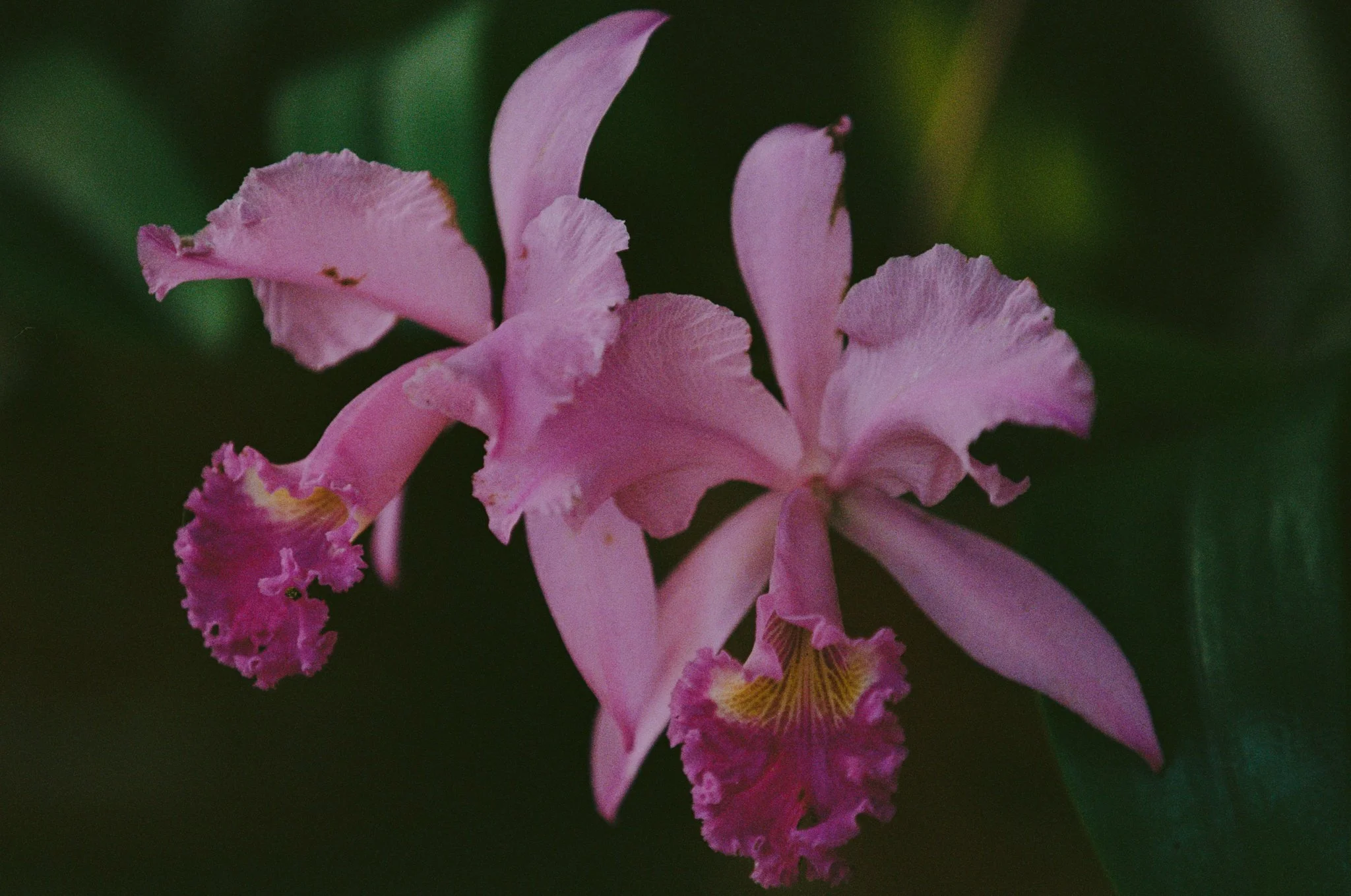 KAUAI FINAL JPG-5.jpg