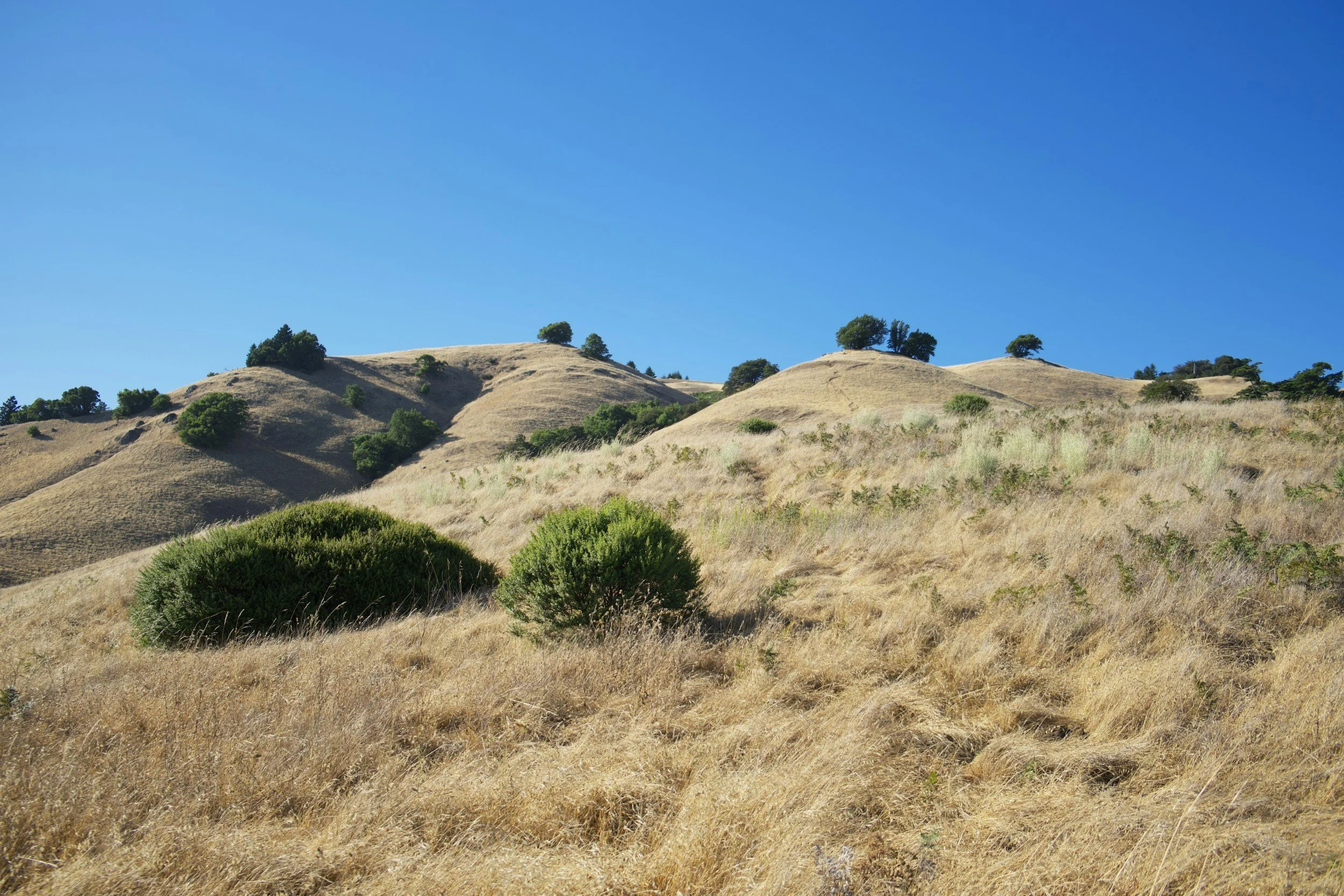 Dry grass rolling hills of Northern California