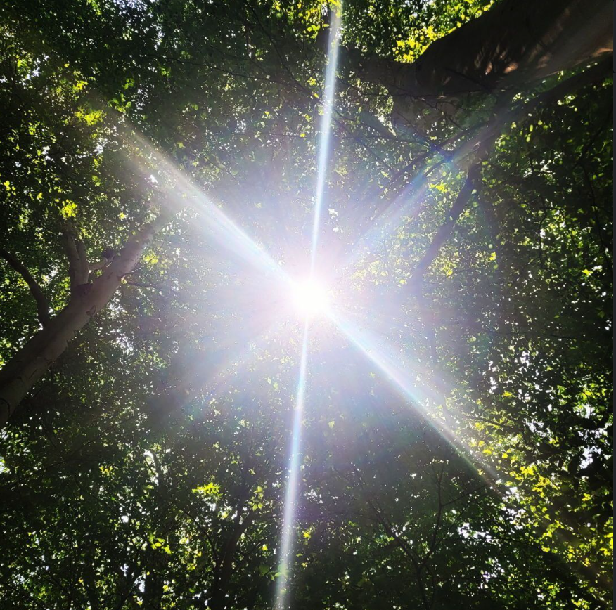Sun beaming through the trees.
