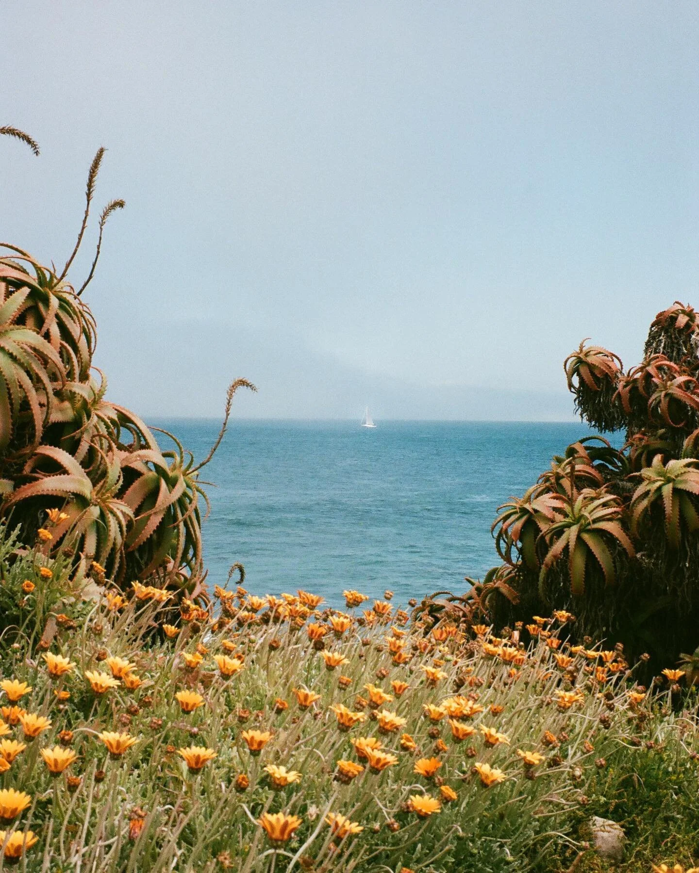 A view of Monterey Bay through the succulent bushes that line the coast from the Wharf to the Asilomar Coast.

#montereycounty #montereybay #leicacamera #baearea