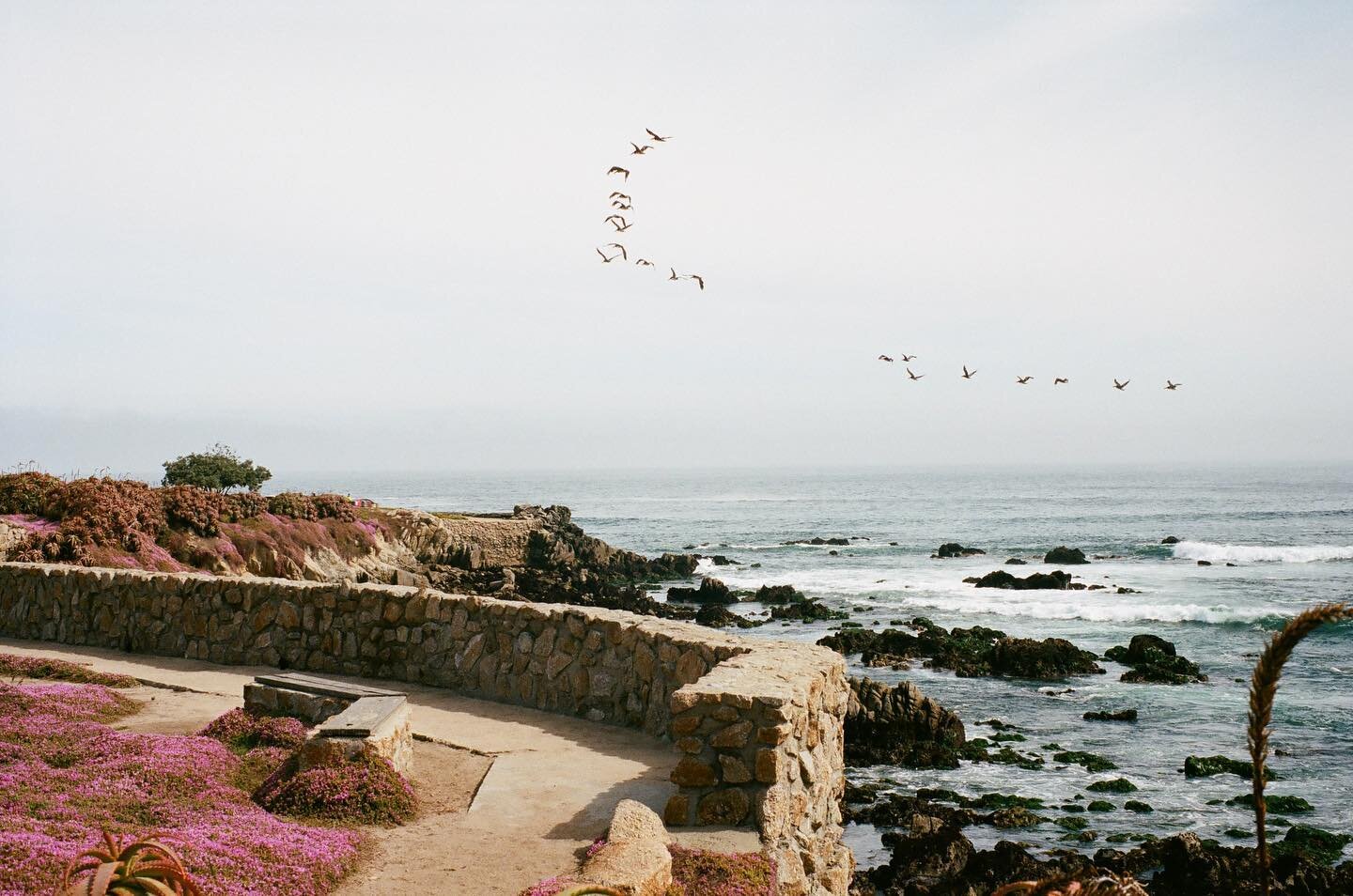Pacific Grove, CA // June 2022

#leicacamera #montereycounty #pacificgrove #shotonkodak #leicam2 #filmisnotdead #grainisgood