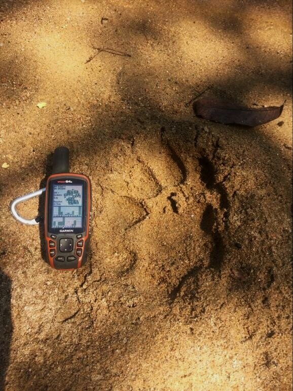 Tiger pawprint (Picture courtesy of Panthera Malaysia) - 