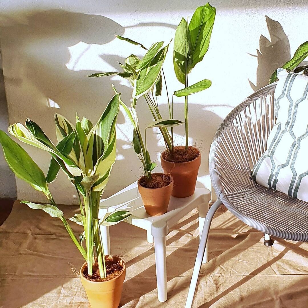 Maranta - Maranta plants will add a peaceful, easy feeling to your workspace. Maranta plants prefer regular watering and extra humidity if you can provide it. They are not terribly picky about the amount of light they receive, just as long as it is indirect. You can get your Maranta here.
