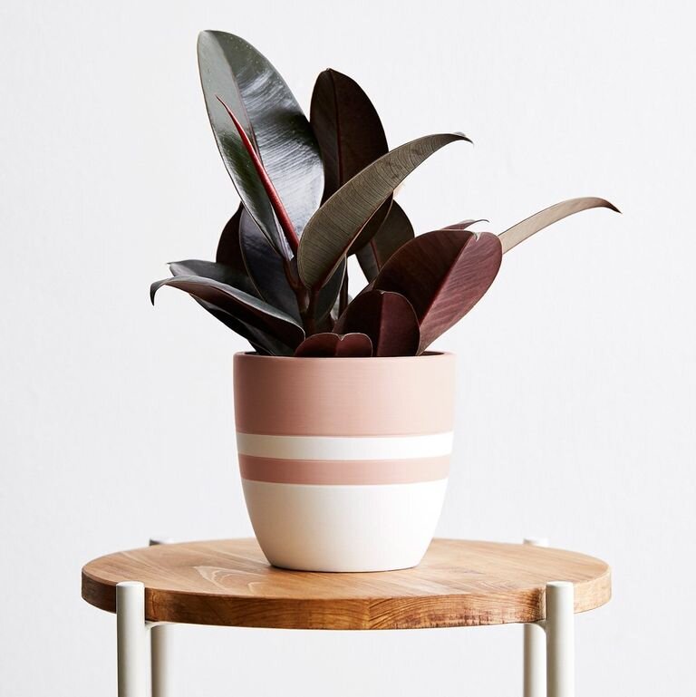Rubber Plant - A potted rubber tree tolerates bright direct light, but put it in a slightly more shaded spot and it will thank you for it. Water when the soil has dried out — about every week or so. Take your home to the next level and get a Rubber Plant here.