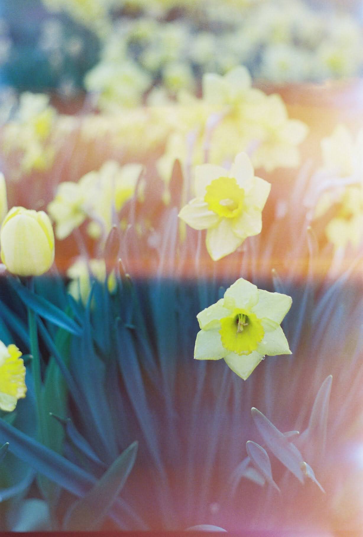 Daffodils