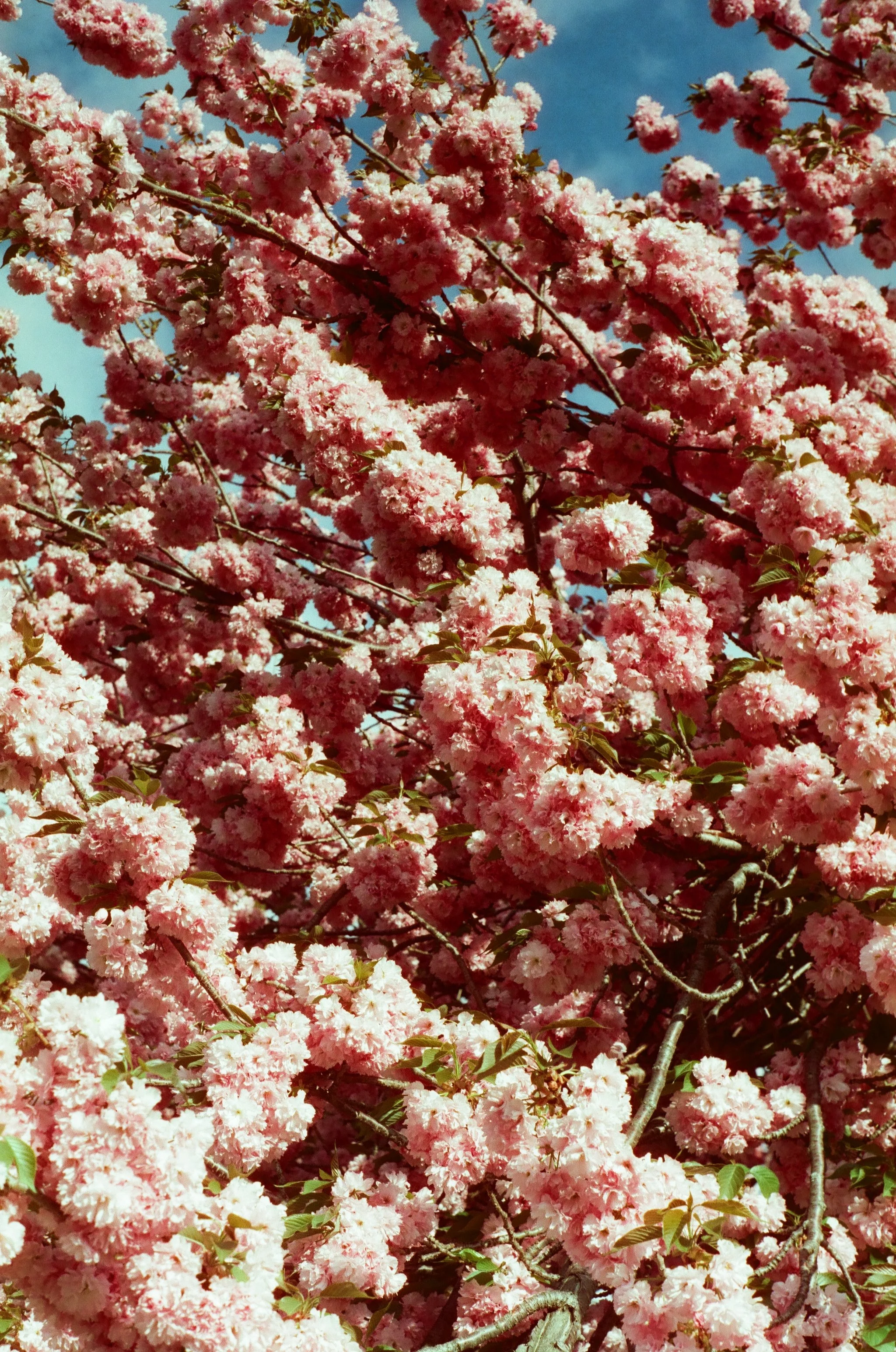 A close-up of pink cherry blossoms on tree branches against a blue sky.