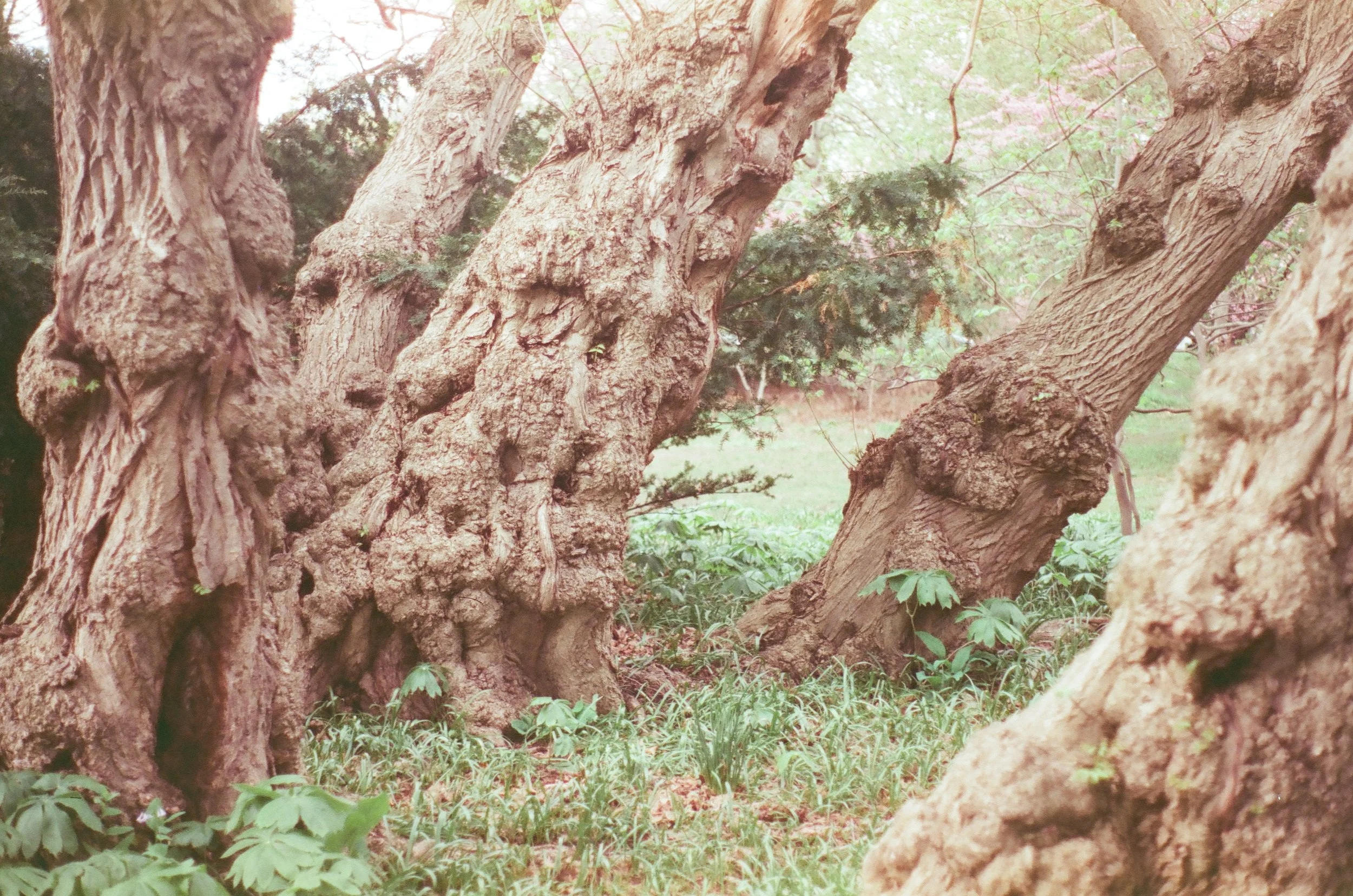 Close-up of old, gnarled tree trunks with rough textured bark and green foliage in the background.