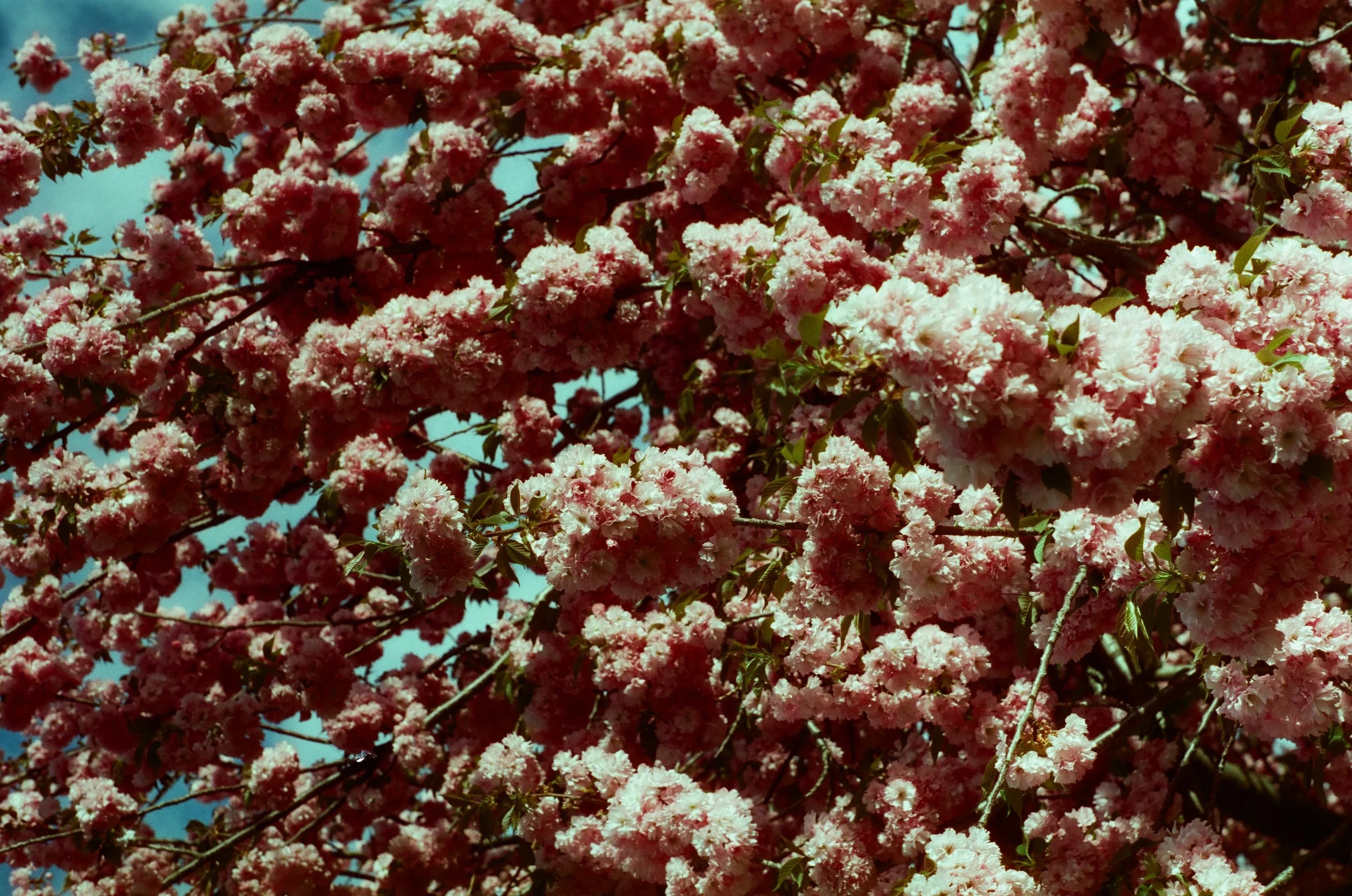 Close-up of pink cherry blossom flowers on tree branches against a blue sky.