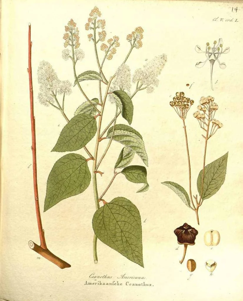 Red Root and Rooibos Spagyric Tincture-15ml