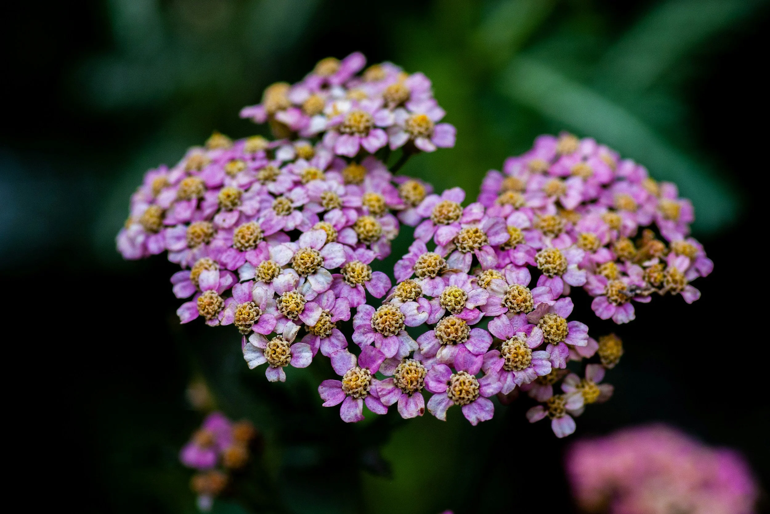 Astro-Herbal Immersion: Yarrow &amp; Aquarius Full Moon Gathering