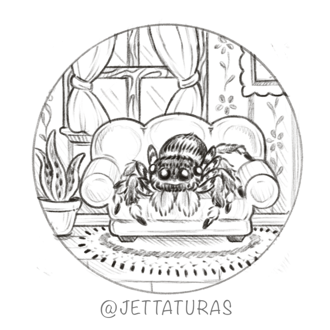 ↑ cozy jumping spider ↑