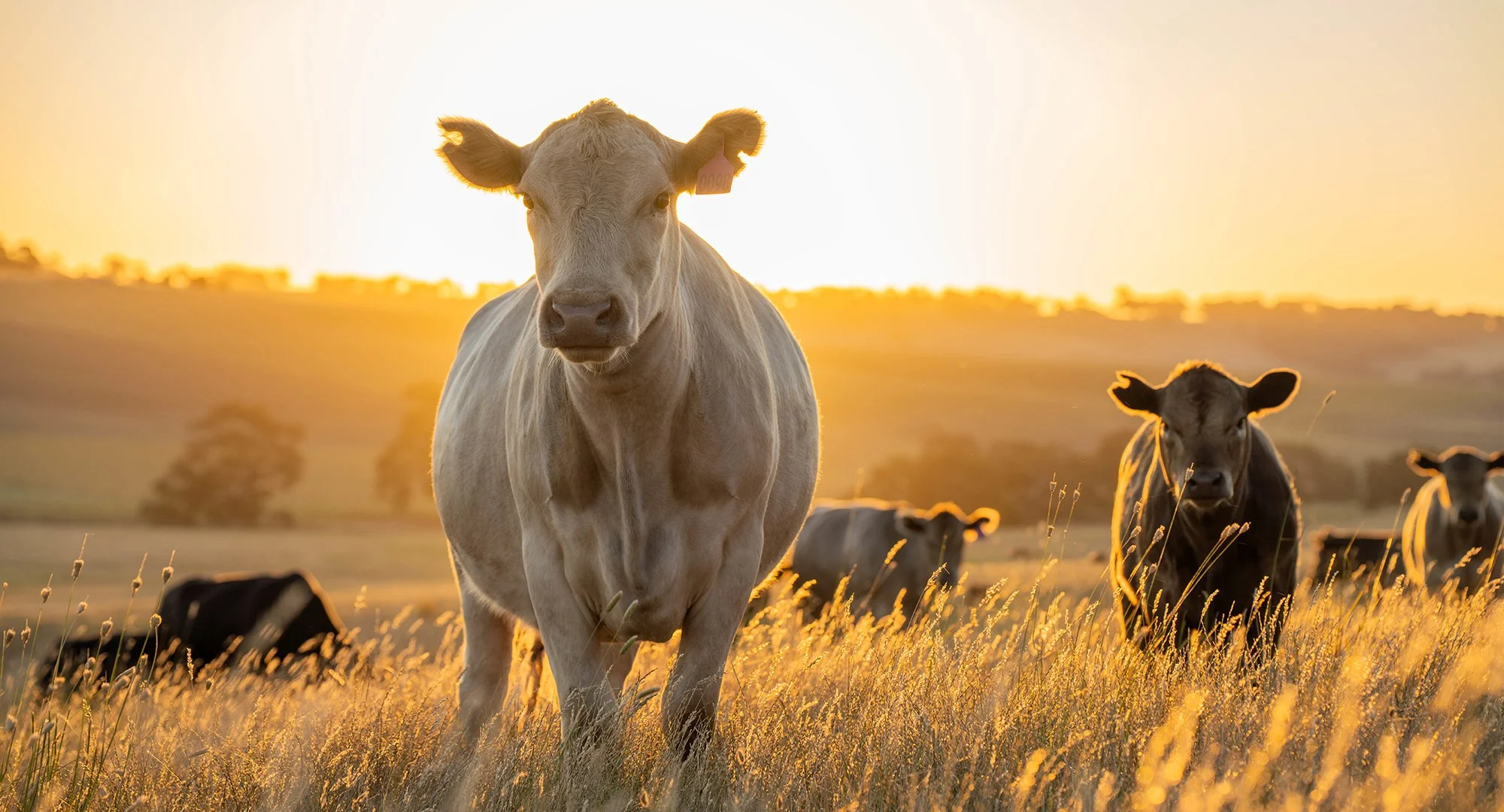 AgriCureX_Web13.jpg