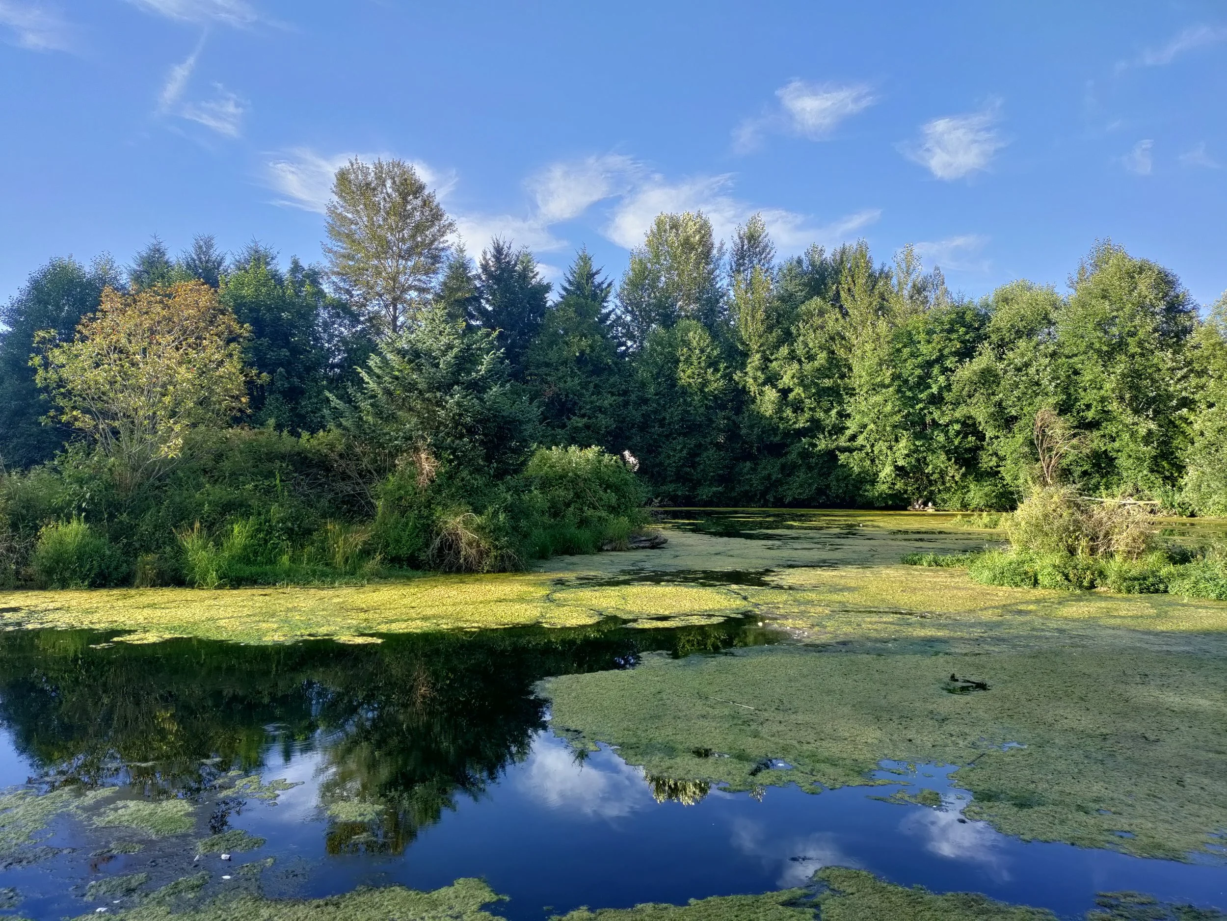 Meadowbrook Pond