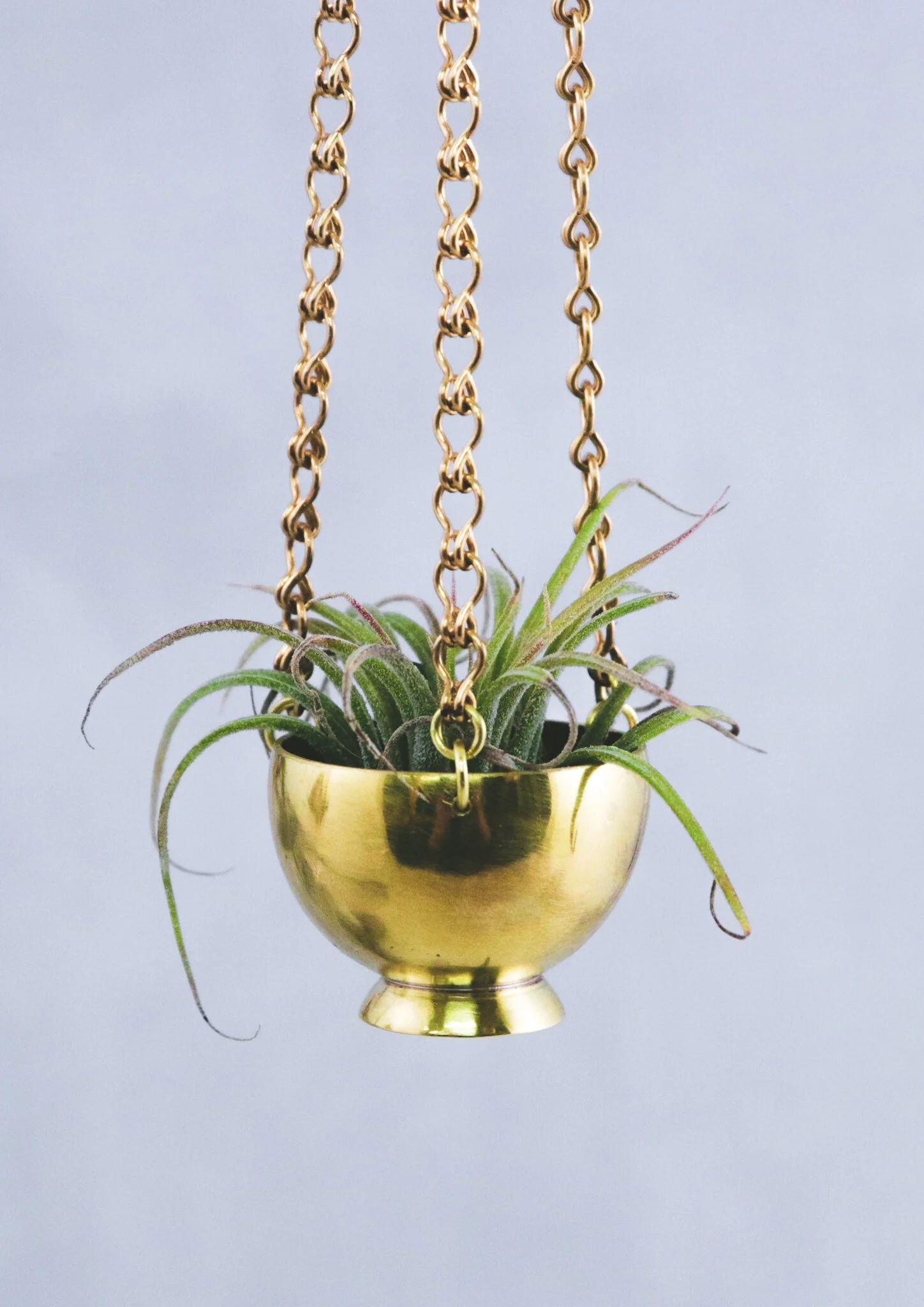 A small green plant in a shiny gold hanging bowl with a chain.