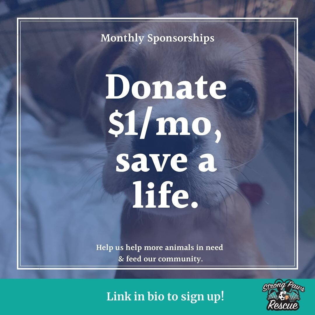 We have launched the $1/mo sponsorship campaign! Why only $1? Well, we feel that it is a number that is accessible for most. If every one of our supporters signed up, that would be approximately $2000/mo of donations to help fund our rescue efforts. 