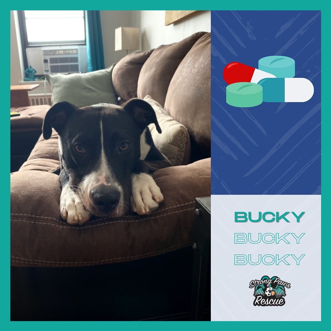 Bucky update:

Long time foster Bucky has been having some skin issues lately and we are going to send him to a specialist for further allergy testing. He has been scratching non stop, his coat isn&rsquo;t as vibrant &amp; he has redness along his pa