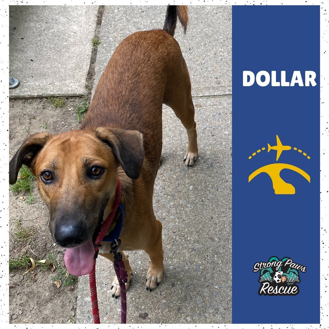 Our international boy, Dollar is still on the hunt for his forever home! 🇮🇳

Dollar would flourish in a quieter home where he has the chance to be your one and only. He would love a family that would give him time to slowly come out of his shell.

