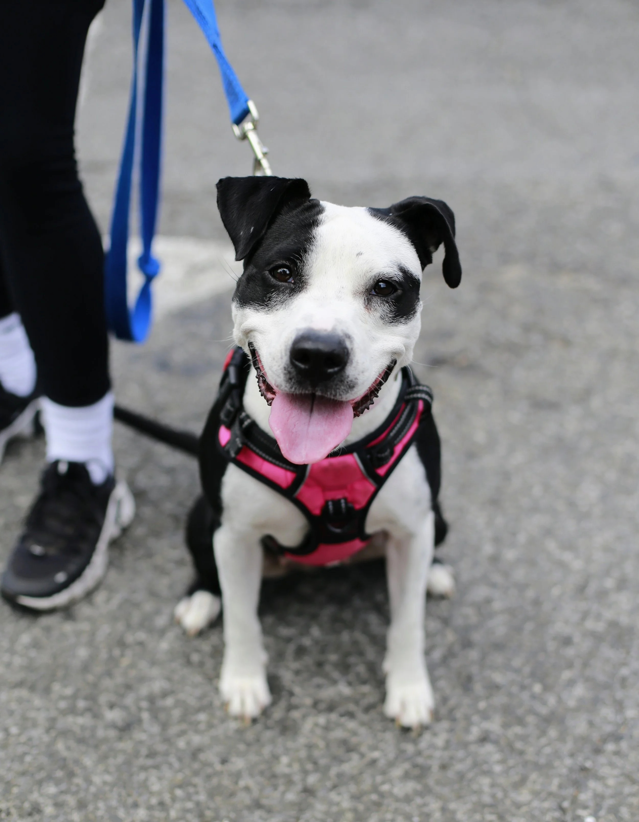 Strong Paws Rescue, Inc.