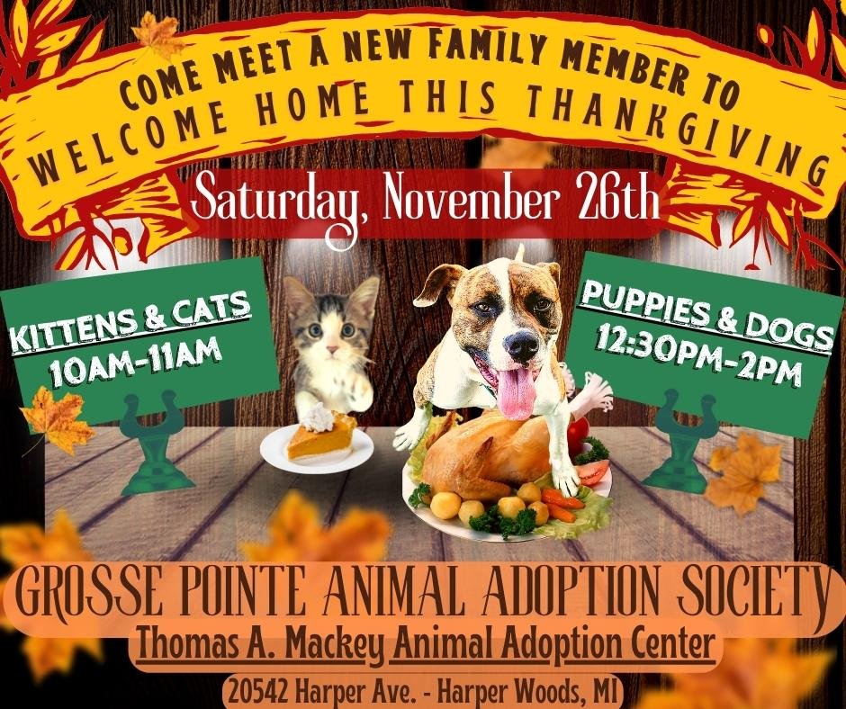 Saturday Open House — Grosse Pointe Animal Adoption Society