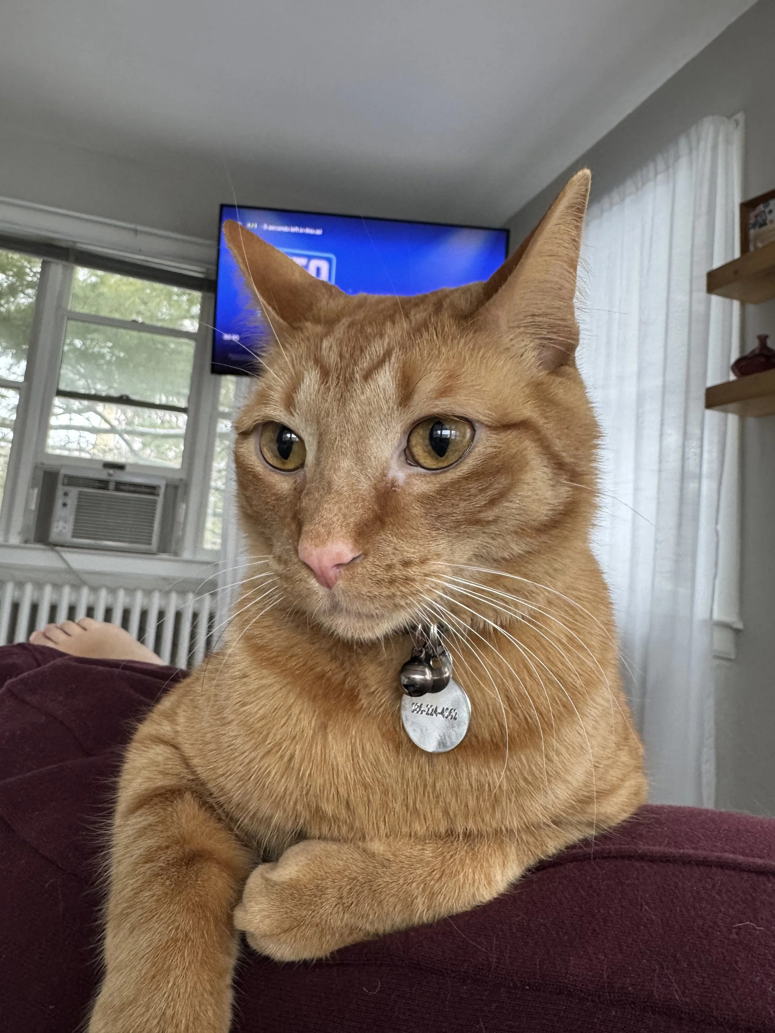 LOST CAT - from the 600 block of Neff in Grosse Pointe City on 8/16.  This is a male cat named Mango, who is a 3 year old, orange tabby cat with brown eyes.  Mango does not have a collar, but is microchipped.  If you have any information on the where