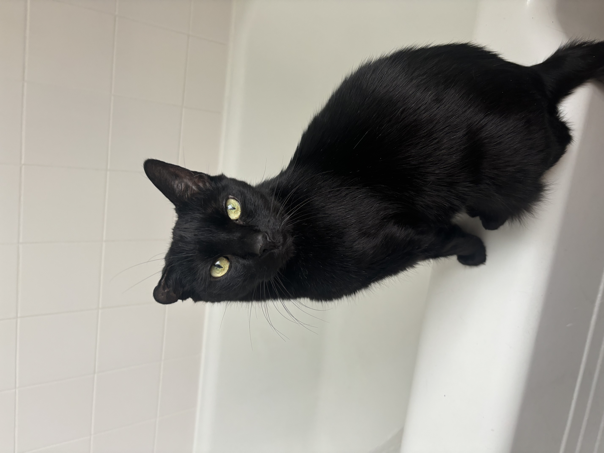 LOST CAT - from the Shell Station by Kroger at 9 Mile & Harper in St. Clair Shores.  This is Harper, he is a 13 year old, Bombay black cat with no collar, but has a microchip.  Harper has a sleek black coat and a thin build.  If you have any informat