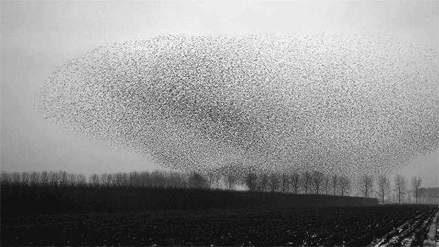 WOWWBLOG #57: Dancing with Chaos: What Starlings, OD Practitioners, and a Summer Davos is Teaching Me About Thriving in Complexity