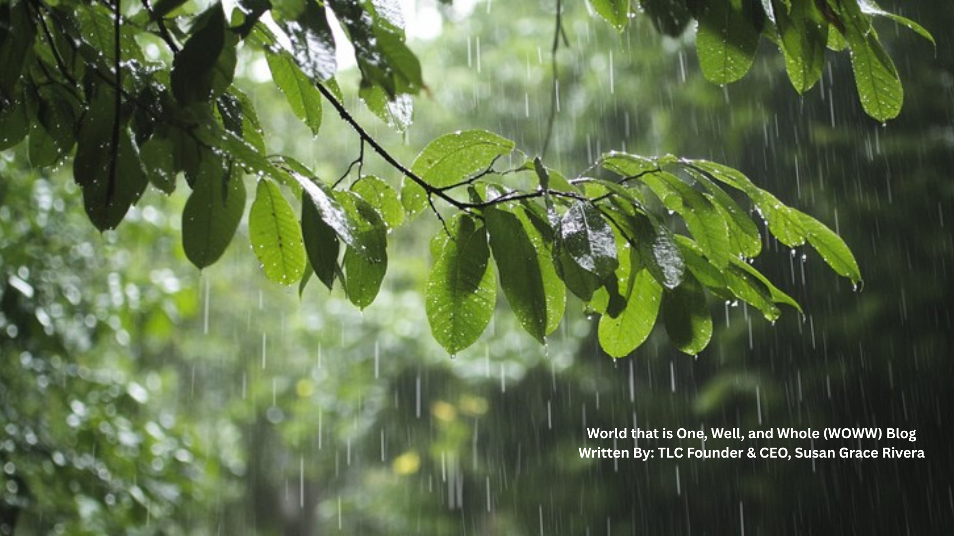 WOWWBLOG #66: The Storm Outside, the Stillness Within: Why Presence Is the Ultimate Rebellion in an Age of Distraction