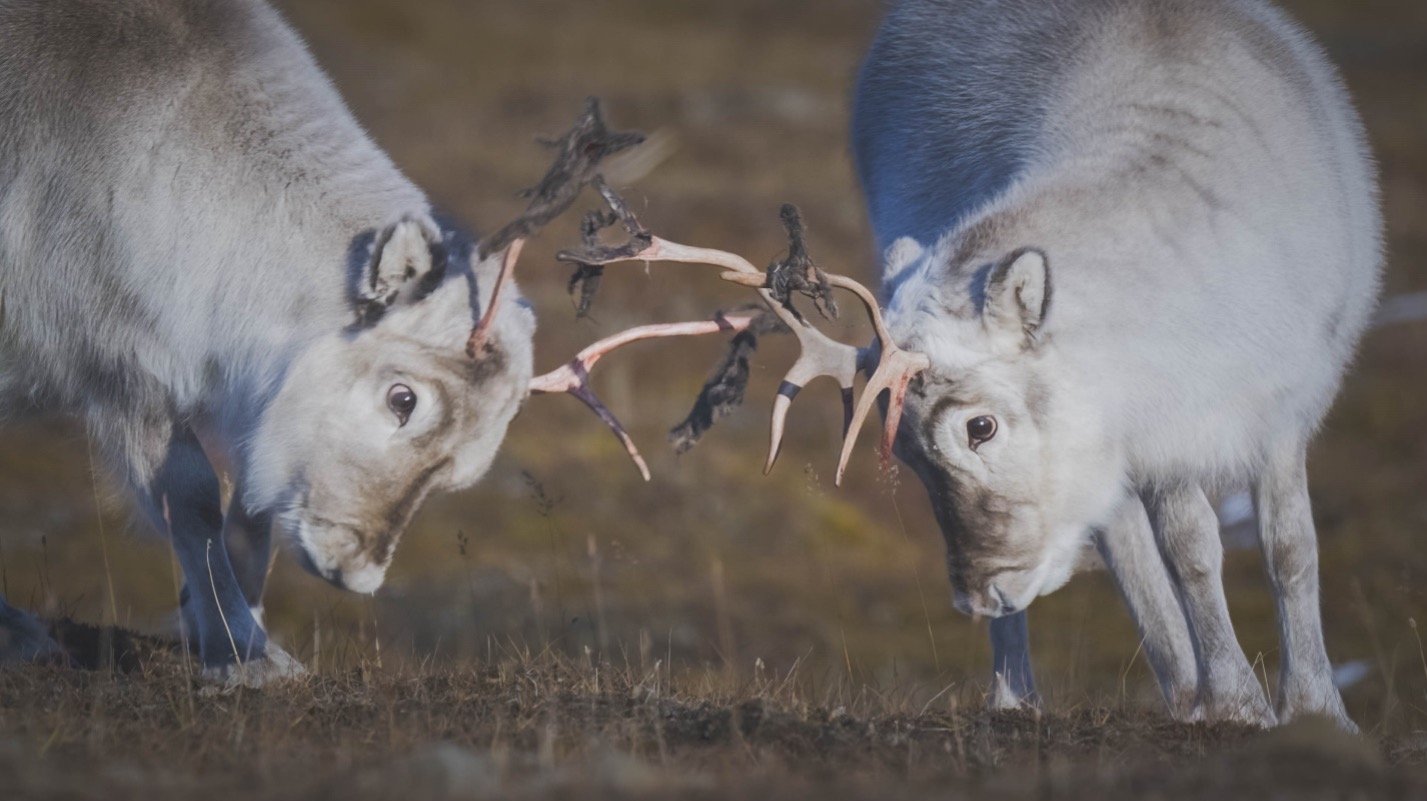  Two Svalbard reindeer fighting over a spot to eat. Photo: Morgan Heim 