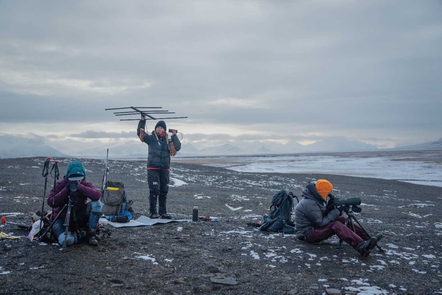  Samantha Dwinnell, Emma Djurberg, and Oline Eikeland look for the GPS-collared reindeer they will observe feeding to understand how Svalbard reindeer get fat from the food they eat. Photo: Morgan Heim 