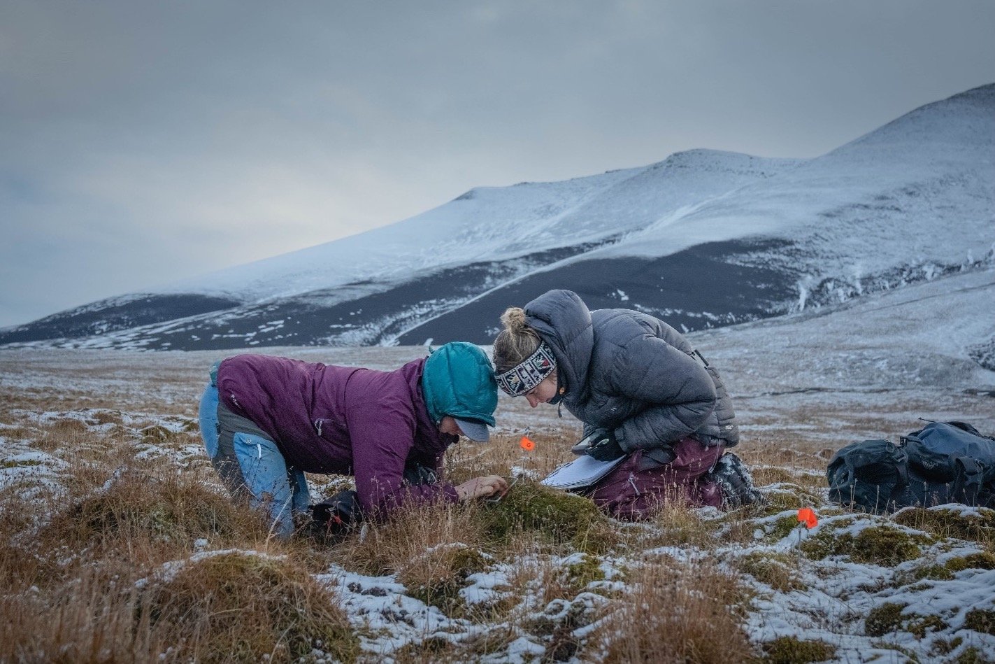  Samantha Dwinnell and Oline Eikeland investigating the plants eaten at the exact grazing spot of a GPS-collared Svalbard reindeer. Photo: Morgan Heim 