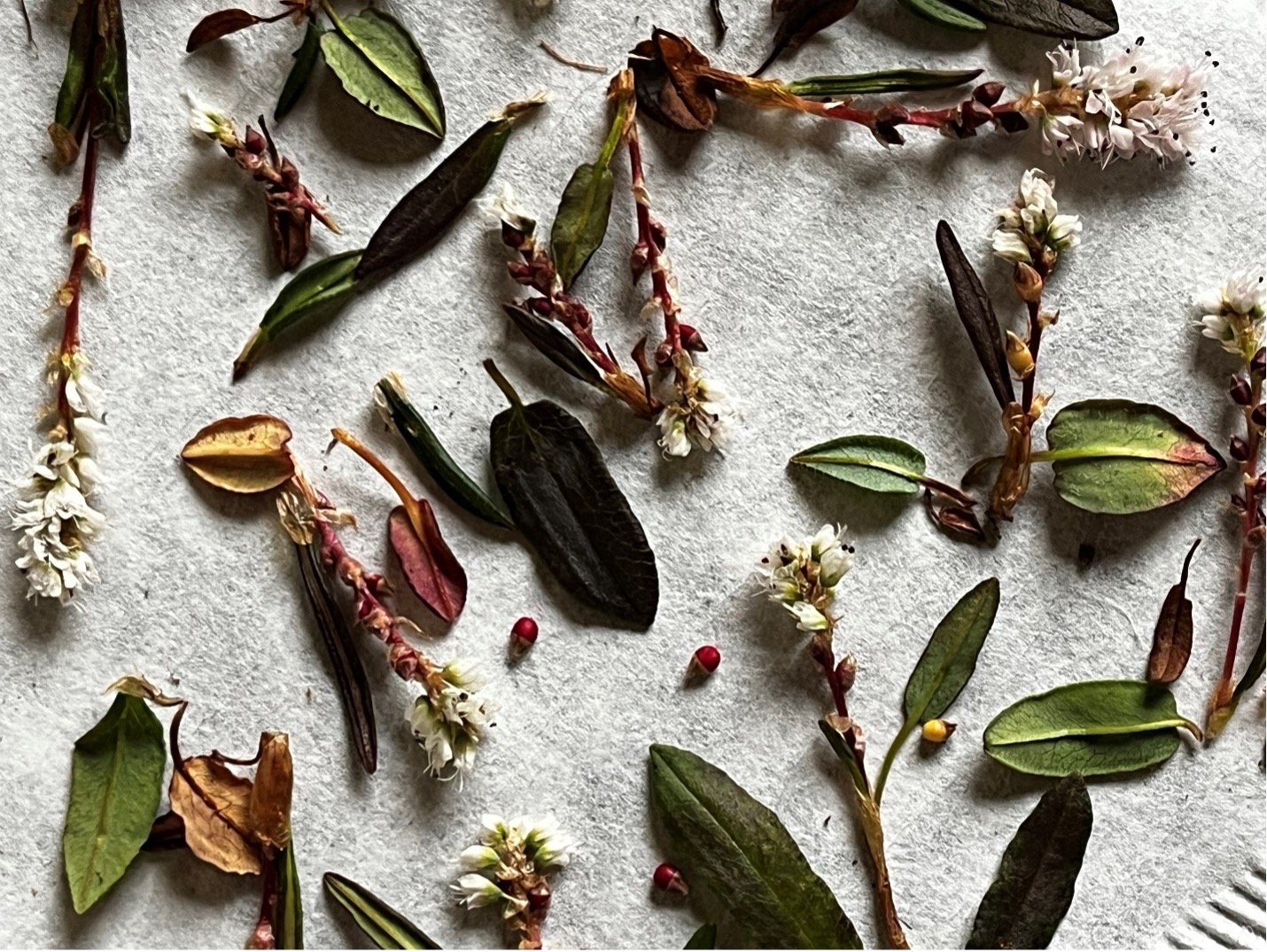  Plant samples of  Bistorta vivpara  collected from Semmeldalen that are used for analyzing nutritional qualities of plants in the diets of Svalbard reindeer. Photo: Samantha Dwinnell 