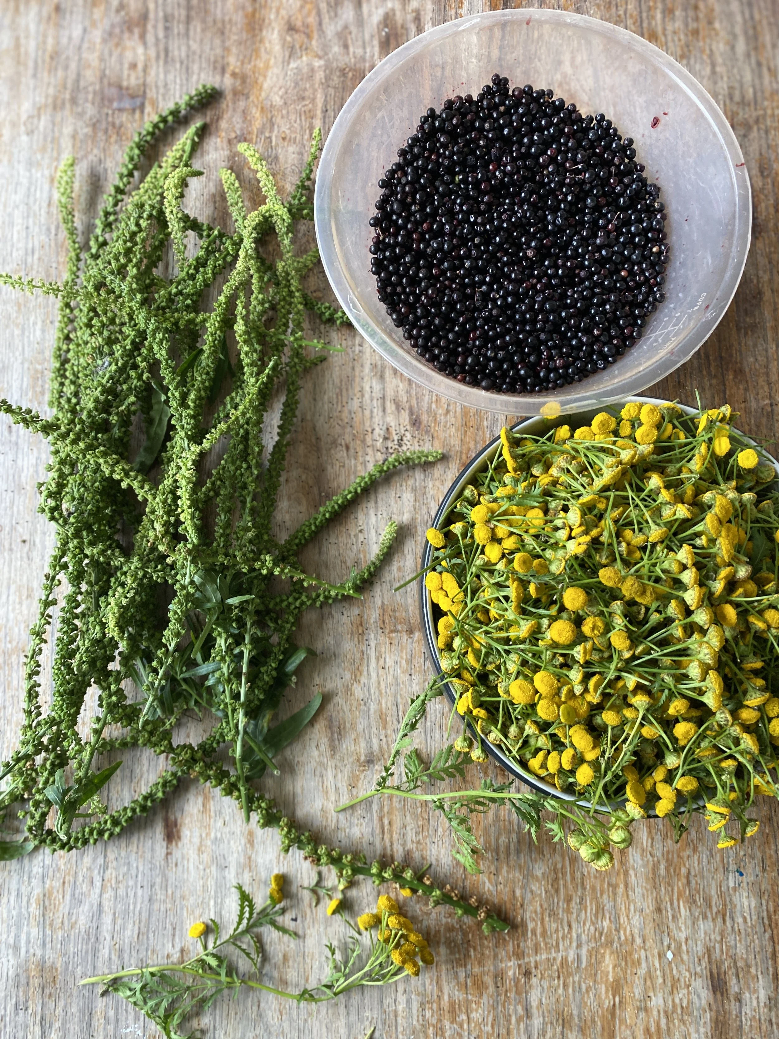 tansy:weld:elder.JPG