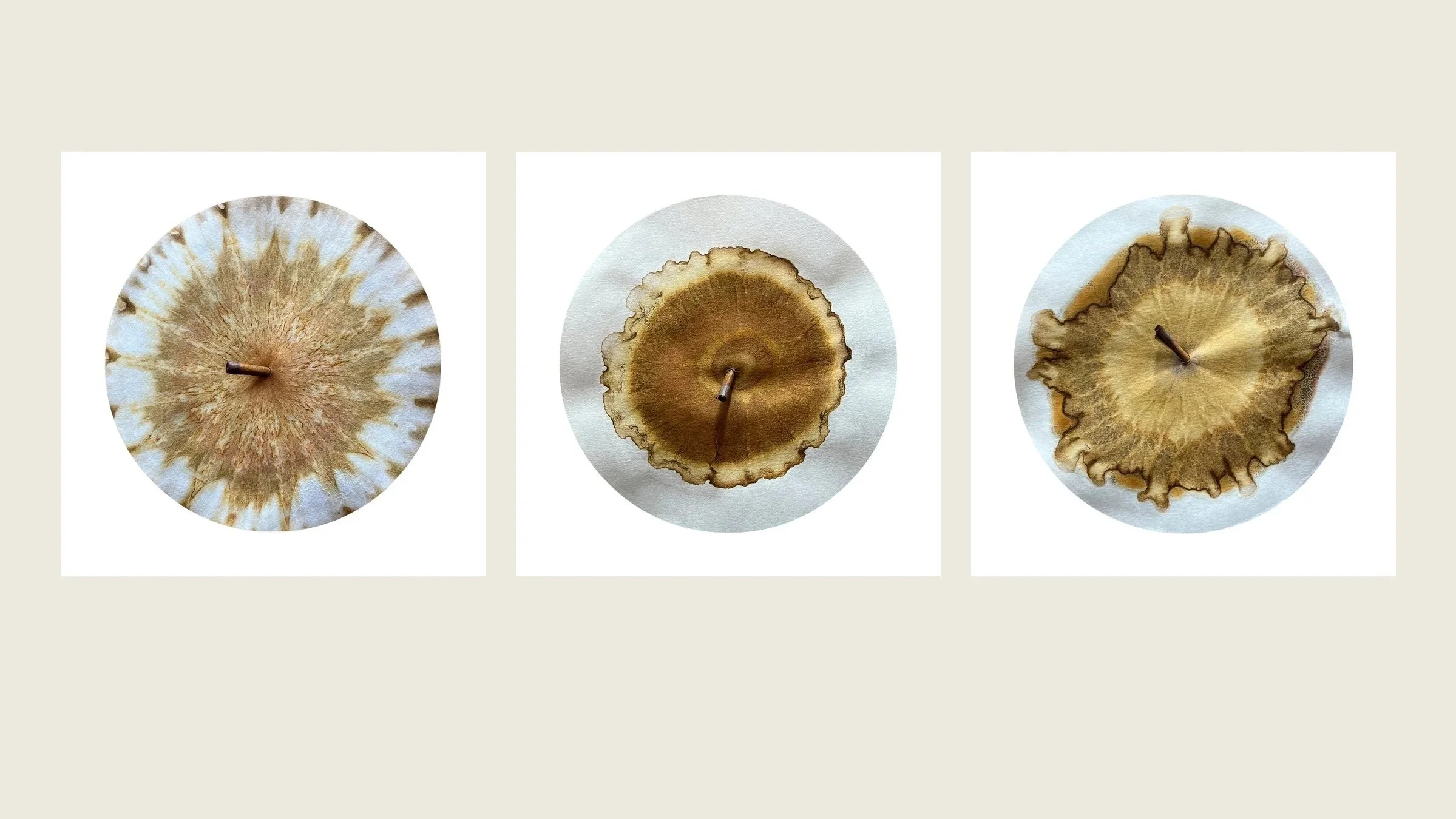 Workshop: Soil as Image: Experimental Soil Chromatography with Aindreas Scholz