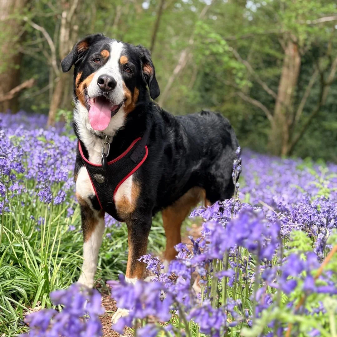 Freya, making the most of bluebell season this April.

Usually found in the studio &mdash; or supervising from under the meeting table!