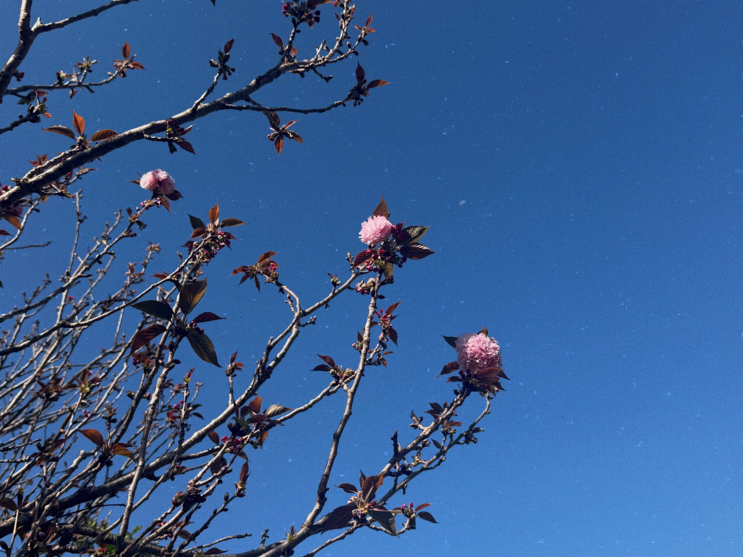 Bài nguyện cho năm mới