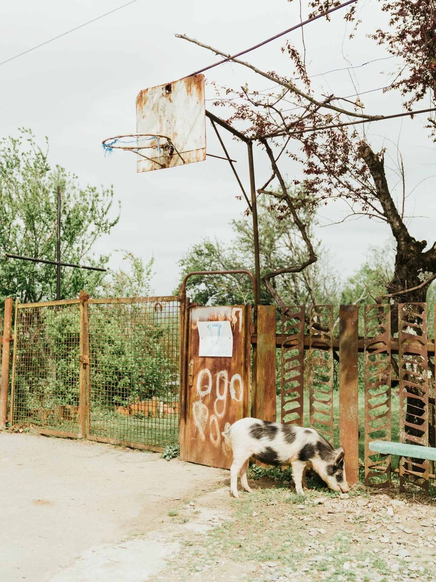 &ldquo;No immortality ever lives
In the world,
No immortality ever lives
Without love!&rdquo;

Galaktion Tabidze 

A poem, and a suggestion, excerpted from &lsquo;To Her Majesty, Basketball&rsquo;, a journey into Georgian basketball culture, told in 