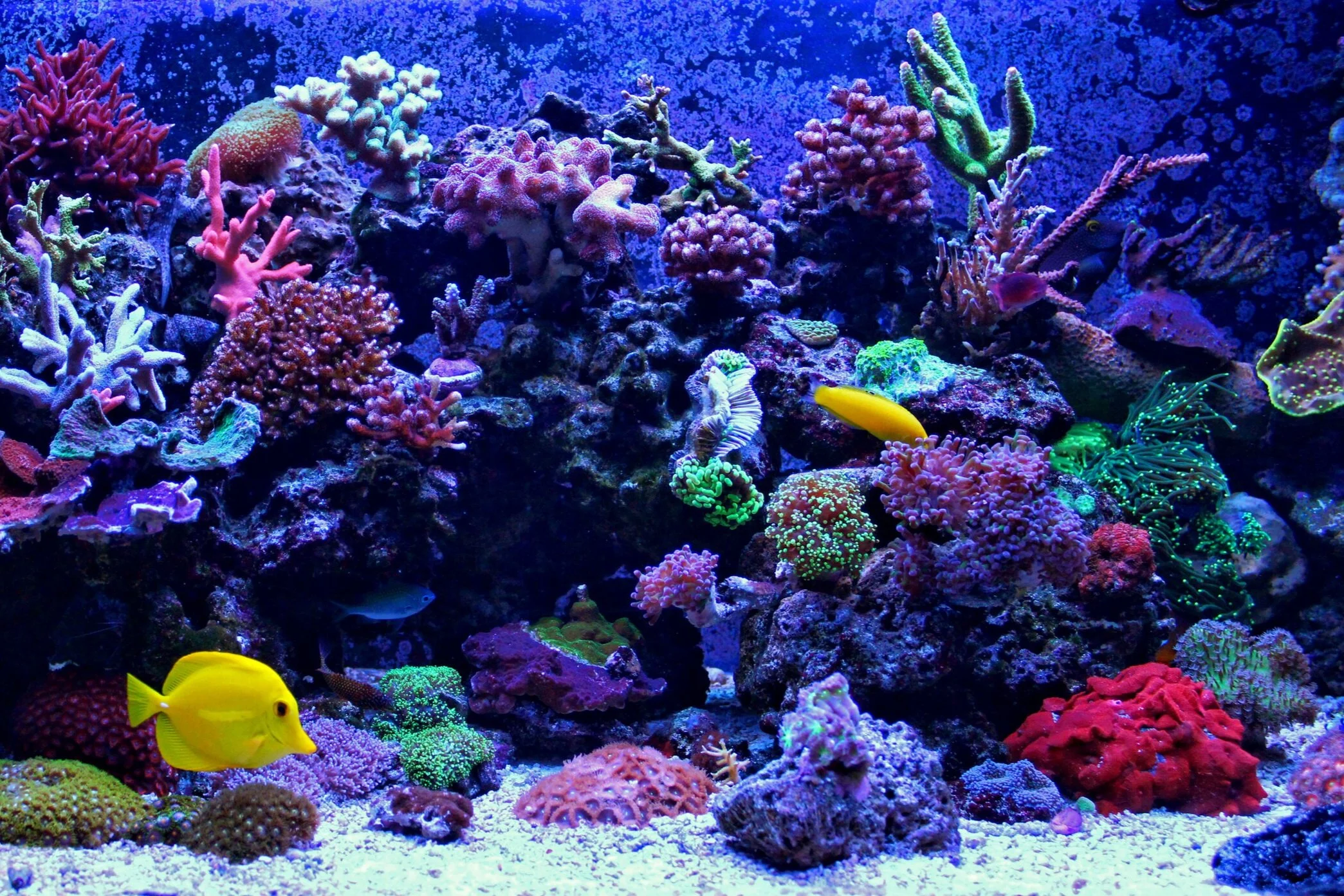 Shutterstock+Reef+Aquarium.jpg