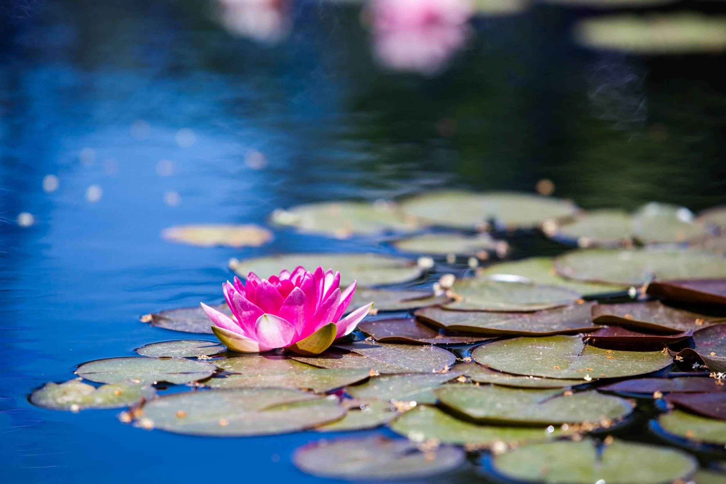 Shutterstock+Lilies.jpg
