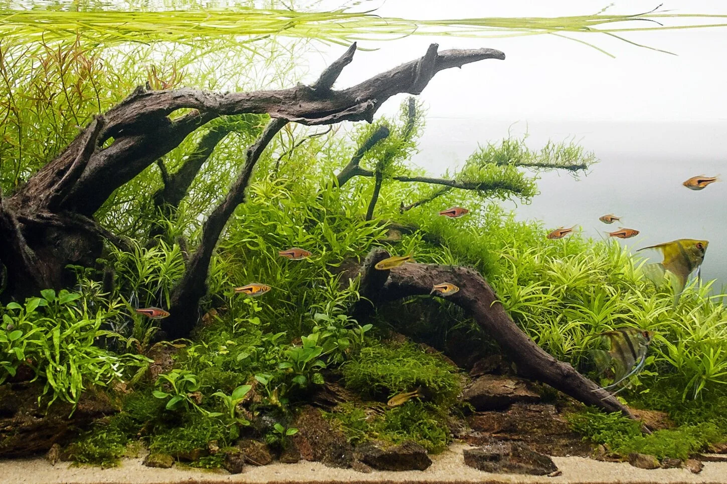 Shutterstock+Aquarium+2.jpg