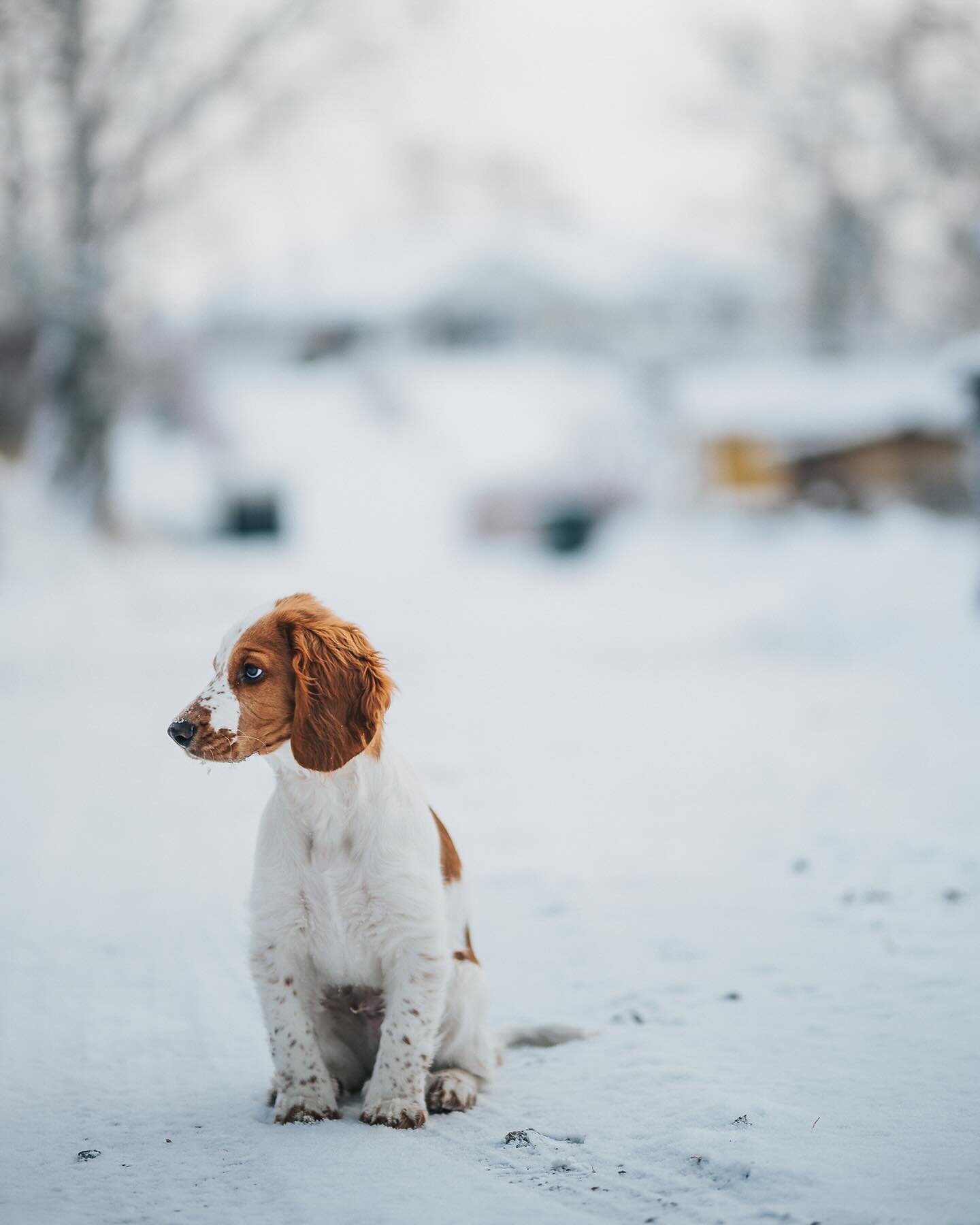 Allt fotat med #nikonzf 
Det &auml;r j&auml;vligt fint ute nu ❄️❤️❄️
-
-
@nikoneurope @nikonsverige @nikonartists @nikonusa