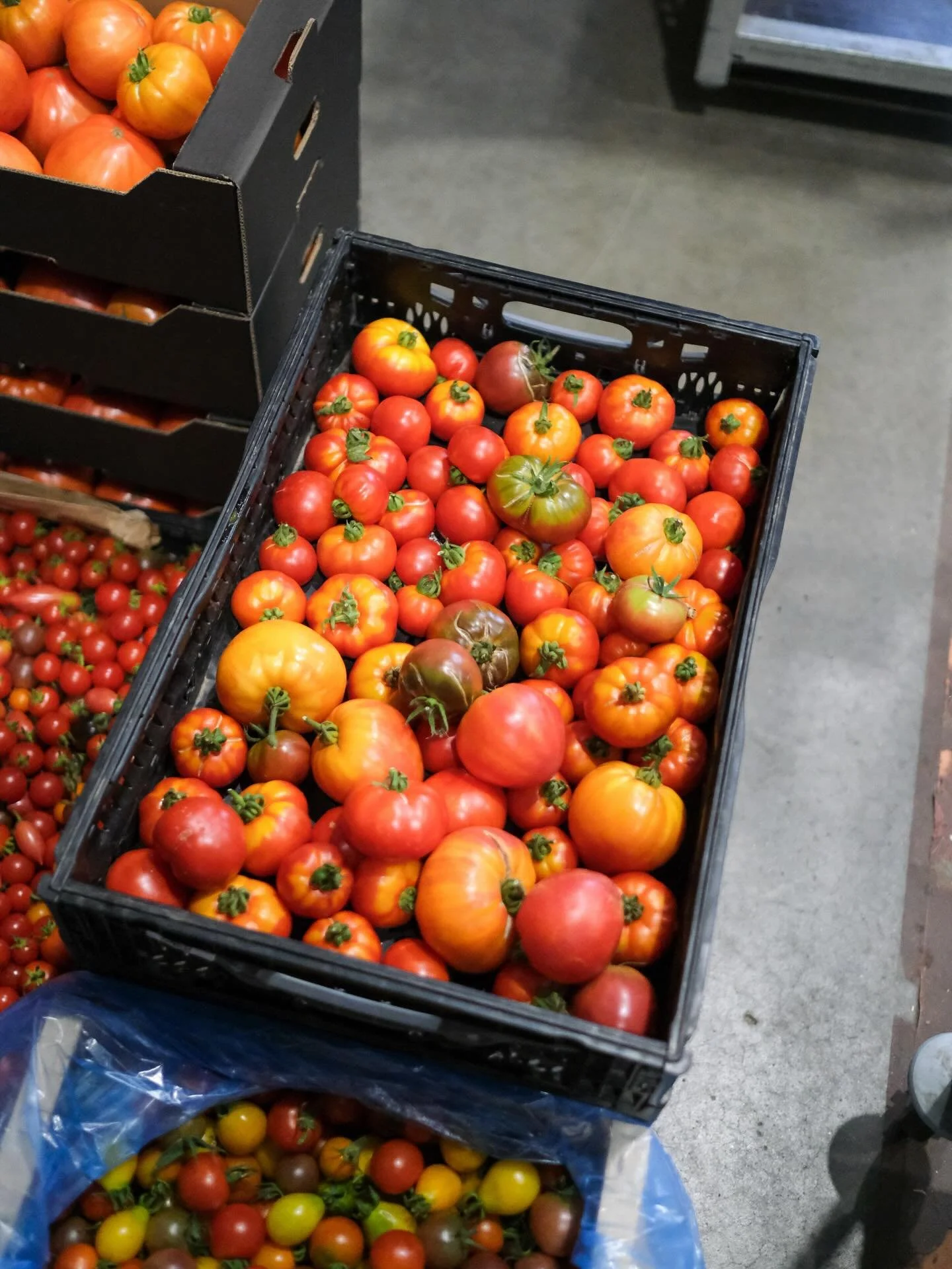 Earth Grown Tommies!! 🍅. 

Jeez louise we&rsquo;re lucky to be working with so many epic growers this year! 👩&zwj;🌾🌾🌱

@tablehurst.farm 
@kneppwildingkitchen 
@haymans_farm_sussex 
@suttoncommunityfarm 
@folx_farm 

#FarmToTableUK
#FromSoilToPla