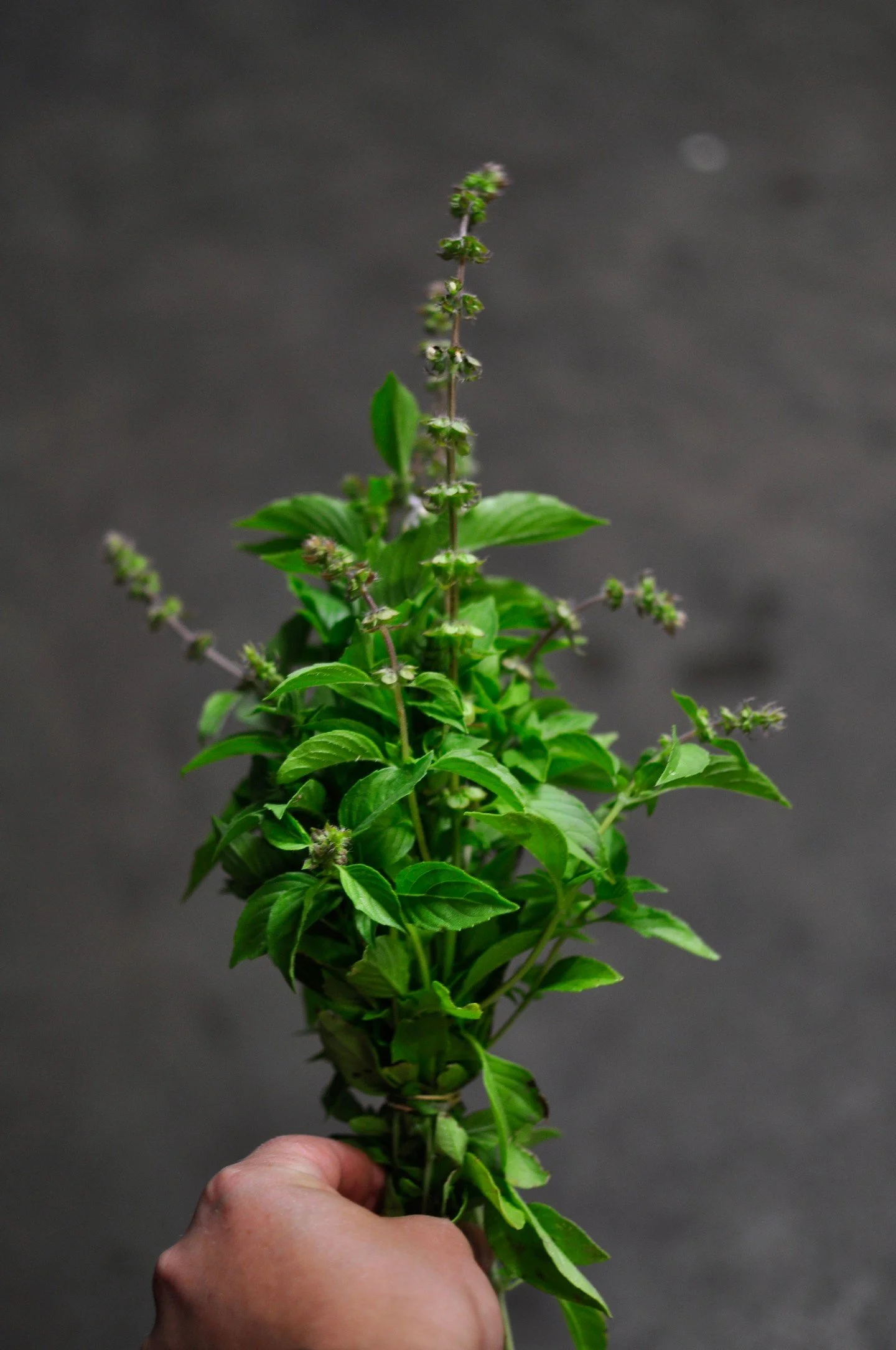 *BIG UP D'ERB's*🌿

We feel we're rather neglecting these herbaceous miracles from our conversations of late! 

Herbs are everything. They can define cuisines, are the silent hero's not just in the bowl but in the garden, deterring pests and providin