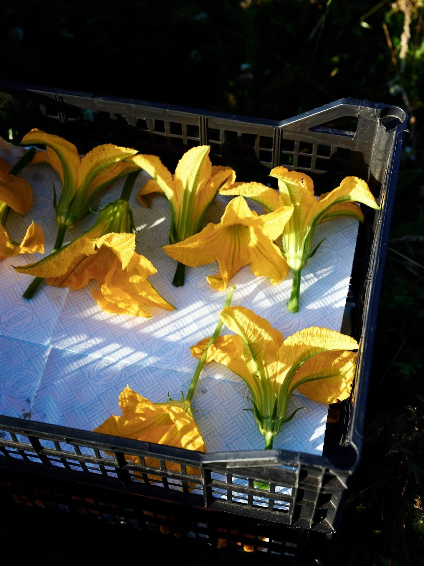 *Courgette the gift that keeps on giving!*

It&rsquo;s nearing the end of the season for this gorgeous gourd. So productive, if you blink, what was once a perfect banana sized courgette becomes a human baby sized marrow. Their giant leaves protect th