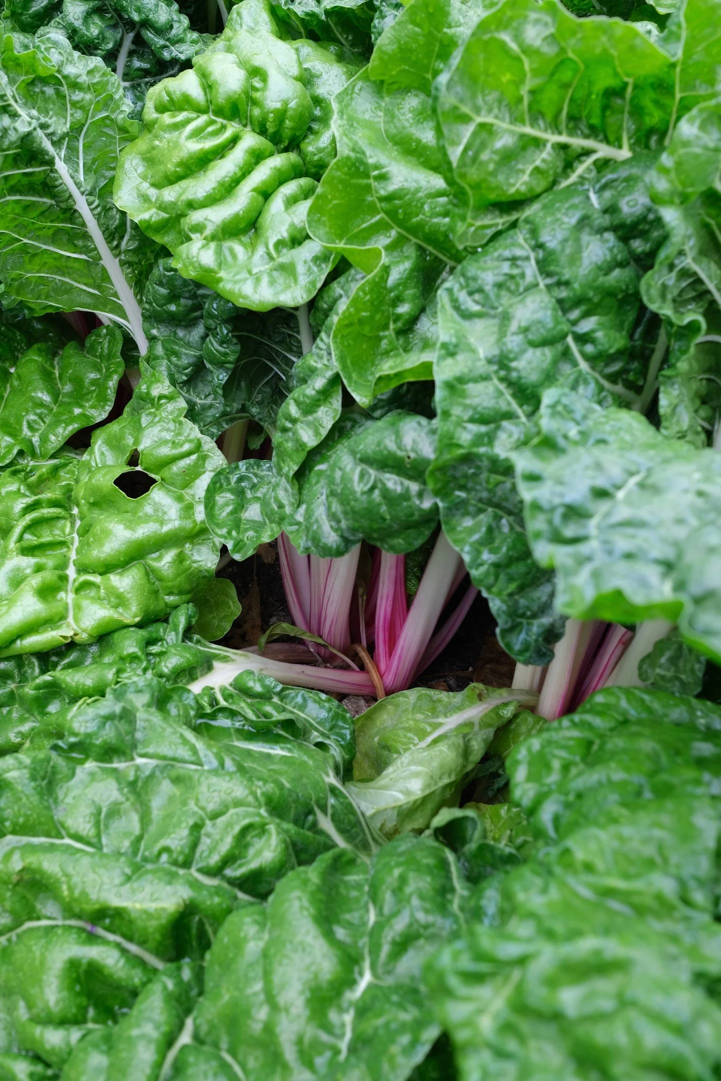 The season of lush plenty... This is some stunning peppermint chard from @powdermillshotel thanks to a smidge of rain lately but still not enough for greater agricultural needs.

A refresher of 2025:
- Staff shortages and complications post brexit...