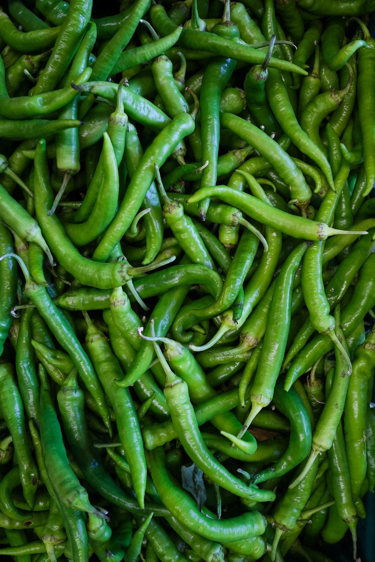 Behold the Sivri Biber pepper! Grown by Phoebe Jarvis at the Linley Estate, Shropshire. 🌶️

These epic peppers are what we all crave after indulging in a few too many beers or when we wake up in the middle of the night craving a savoury snack... Pic