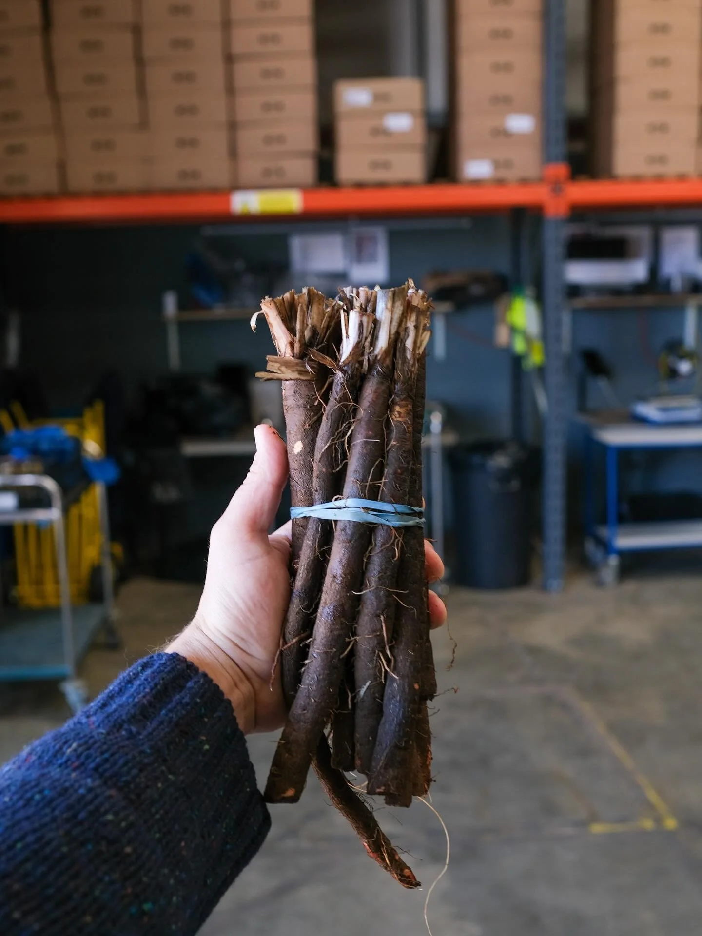 Black sticky stickiness&hellip; these rather unappetising bundles are in fact shafts of delight.

Less common in the UK historically compared to the continent but making an appearance in a great way thanks to our buds @jamesfoskettfarms in Suffolk, i
